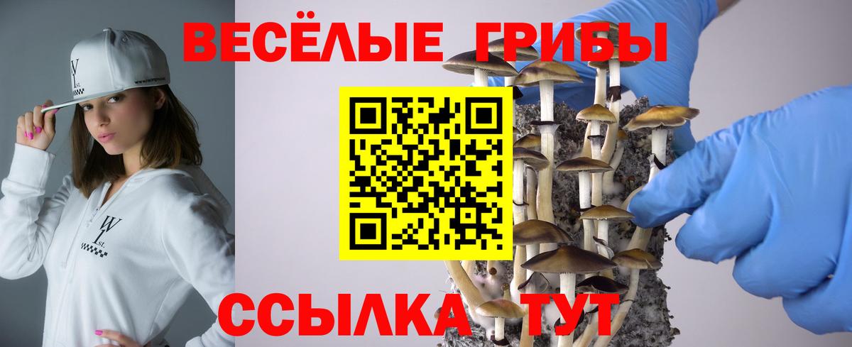 Кондопога  Псилоцибиновые грибы MAGIC MUSHROOMS  Вход с VPN  Псилоцибиновые грибы Psilocybe 